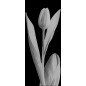 Glasschiebetür SLIM-LINE Tulpe Gelasert Auf Klarglas