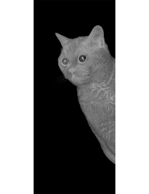 Glasschiebetür SLIM-LINE Cats Gelasert Auf Grauglas