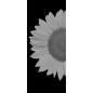 Glasschiebetür SLIM-LINE Sonnenblume Gelasert Auf Grauglas