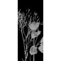 Glasschiebetür SLIM-LINE Blume 7 Gelasert Auf Grauglas