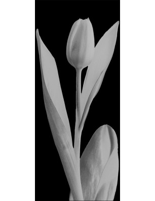 Glasschiebetür SLIM-LINE Tulpe Gelasert Auf Grauglas