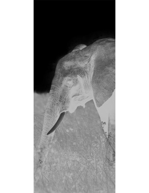 Glasschiebetür SLIM-LINE Elefant 3 Gelasert Auf Grauglas