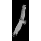 Glasschiebetür PIPE-LINE Adler Gelasert Auf Klarglas