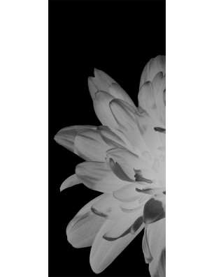 Glasschiebetür PIPE-LINE Blume 2 Gelasert Auf Grauglas