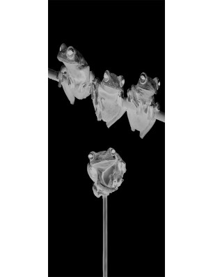 Glasschiebetür PIPE-LINE Frösche Gelasert Auf Grauglas