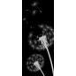 Glasschiebetür PIPE-LINE Pusteblume Gelasert Auf Grauglas Glasschiebetür PIPE-LINE Pusteblume Gelasert Auf Grauglas